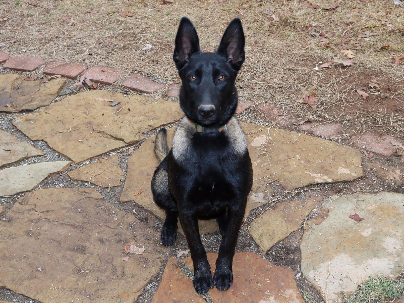Micheal Ferguson Belgian Malinois Puppies For Sale