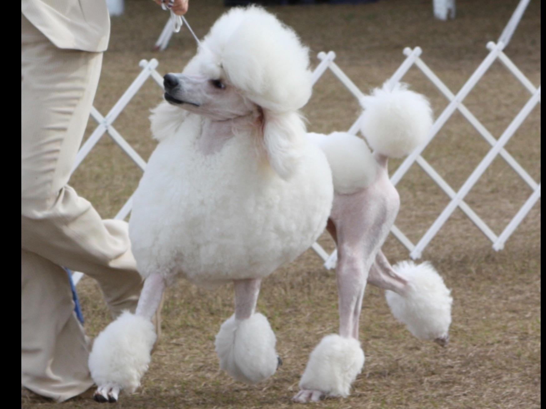 standard poodle puppies florida standard poodle breeders in central florida breeds picture standard poodle puppies florida standard poodle breeders in central florida breeds picture