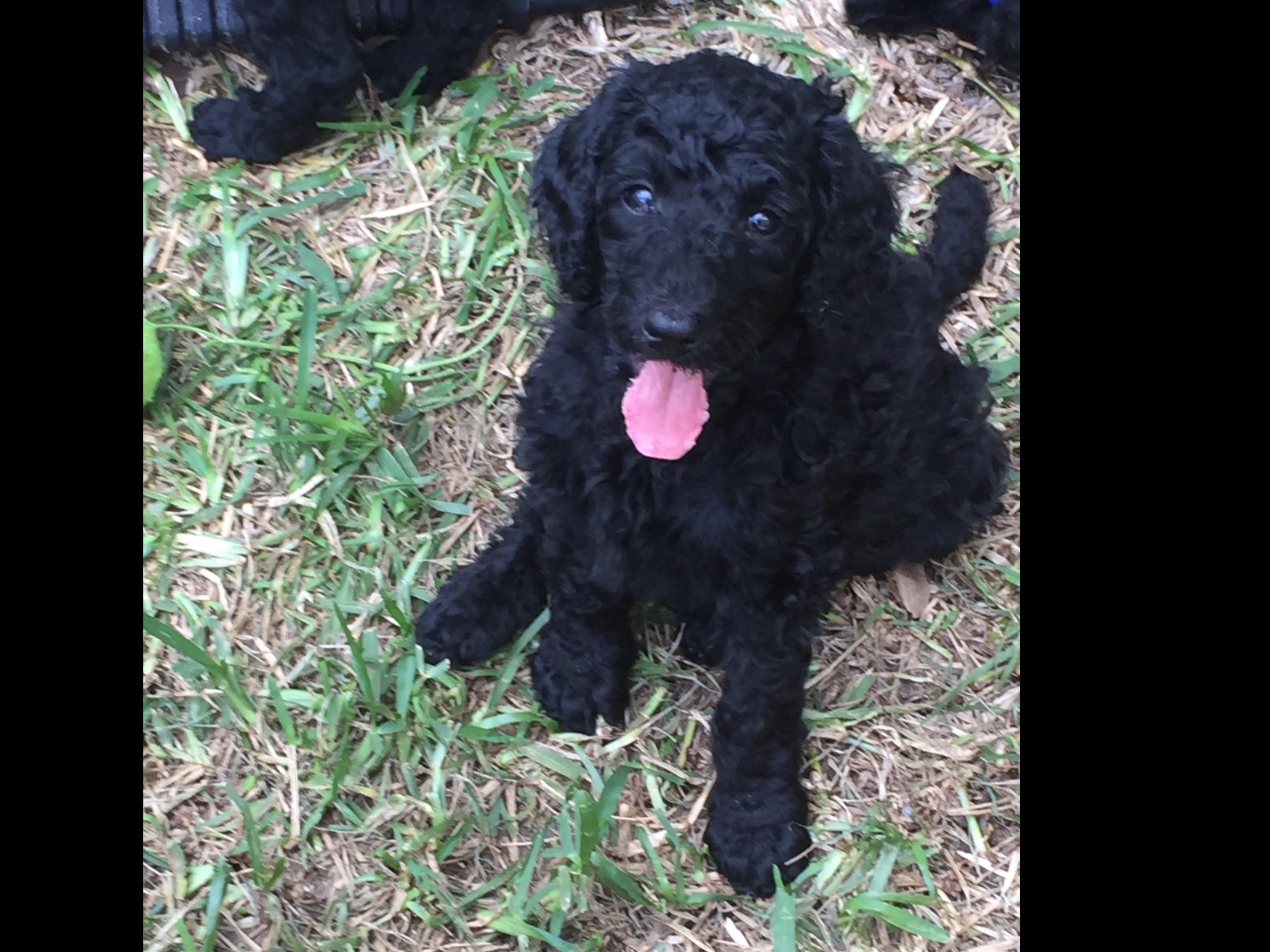 standard poodle puppies florida standard poodle breeders in central florida breeds picture standard poodle puppies florida standard poodle breeders in central florida breeds picture