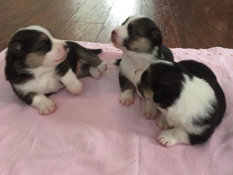 corgi puppies san diego corgi san diego pembroke corgi puppies for sale corgi puppies san diego corgi san diego pembroke corgi puppies for sale