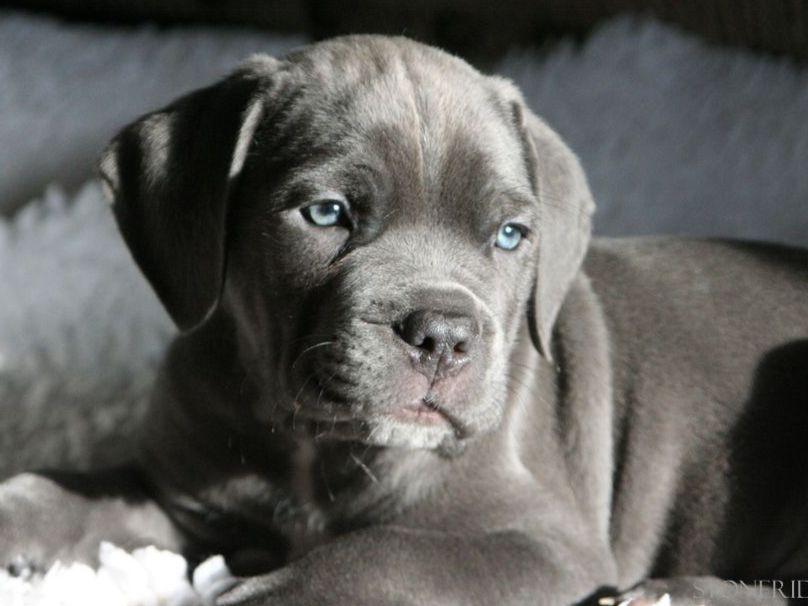 corso puppies for sale tn corso puppies for sale akc marketplace corso puppies for sale tn corso puppies for sale akc marketplace