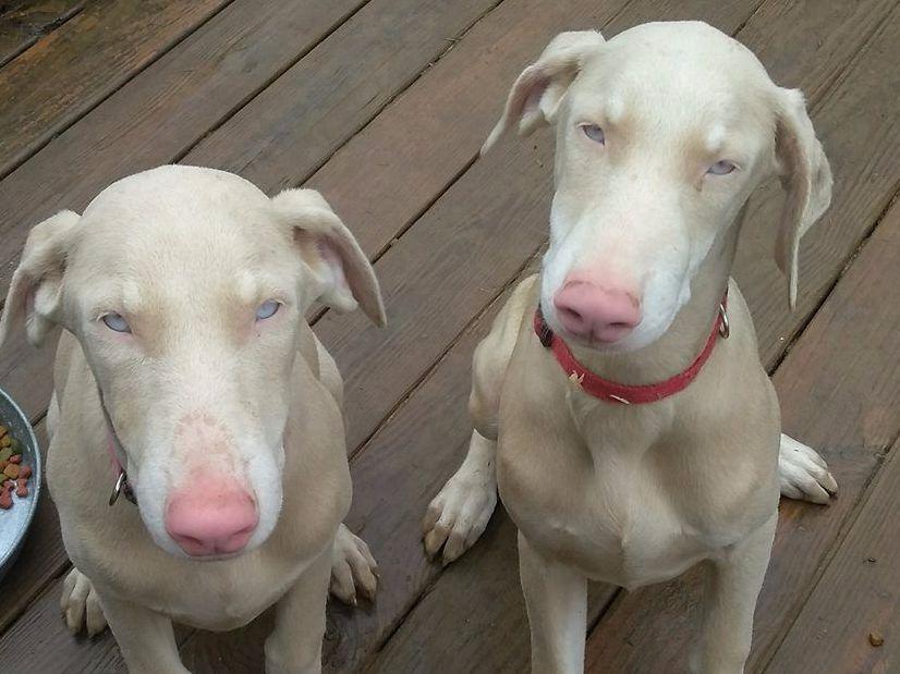 Waugaman Dobermans Doberman Pinscher Puppies For Sale