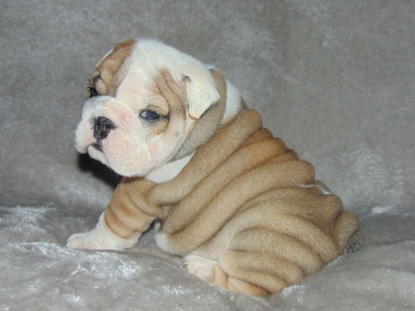 bulldog puppy care care bulldogs bulldog puppies for sale bulldog puppy care care bulldogs bulldog puppies for sale