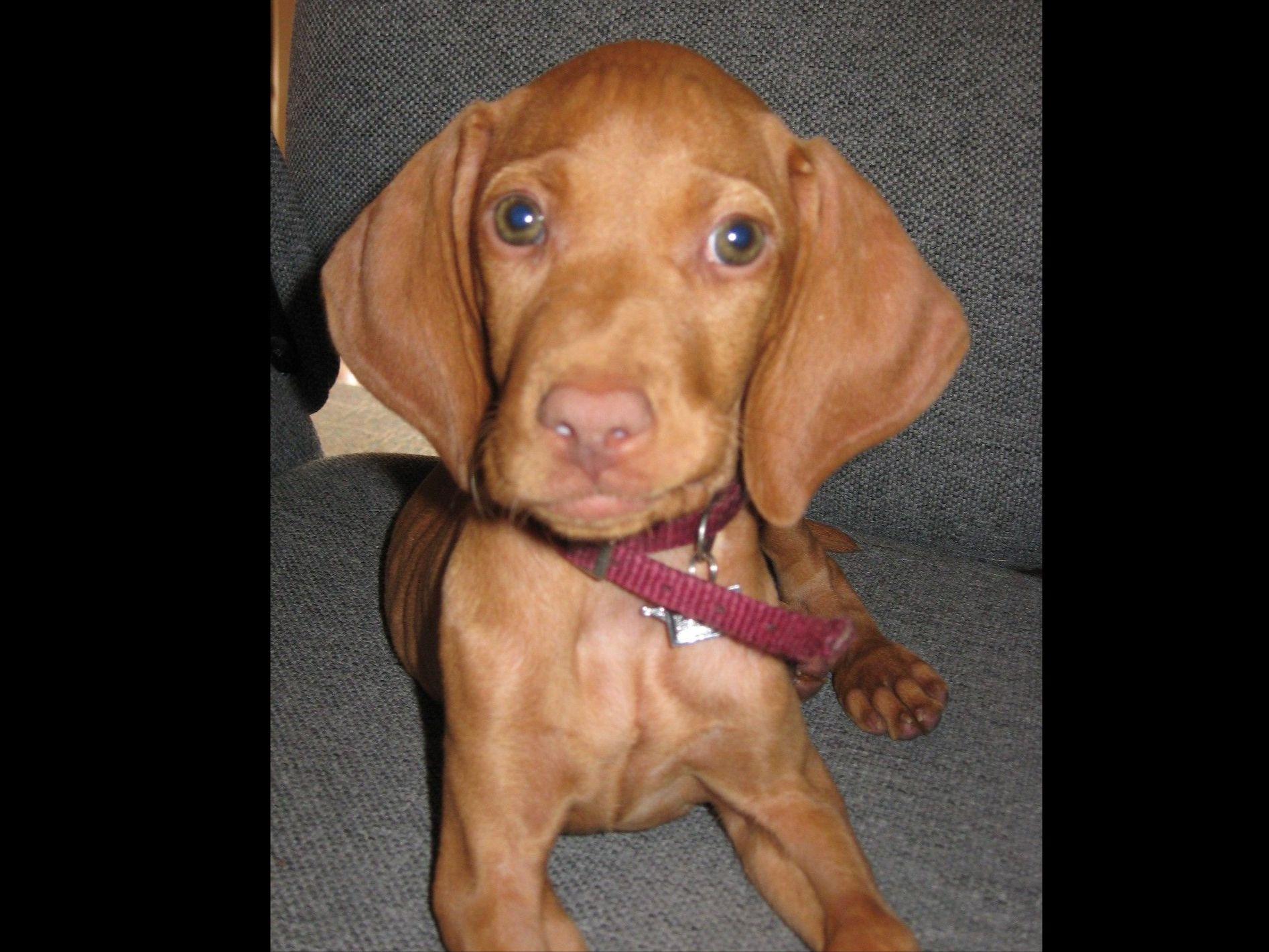 Vizsla For Sale by Sierra Vizslas American Kennel Club