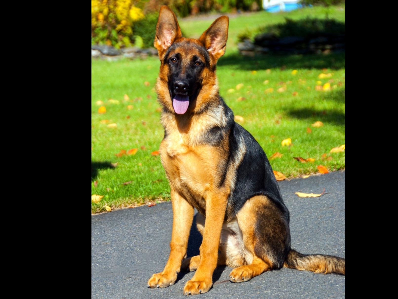 K9 Union Importers LLC German Shepherd Dog Puppies For Sale