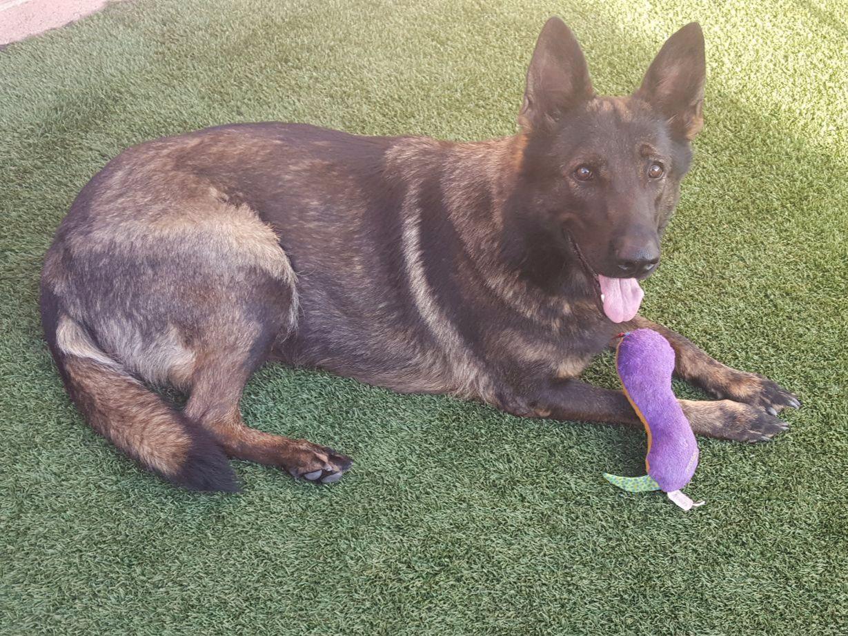 K9 German Shepherds German Shepherd Dog Puppies For Sale