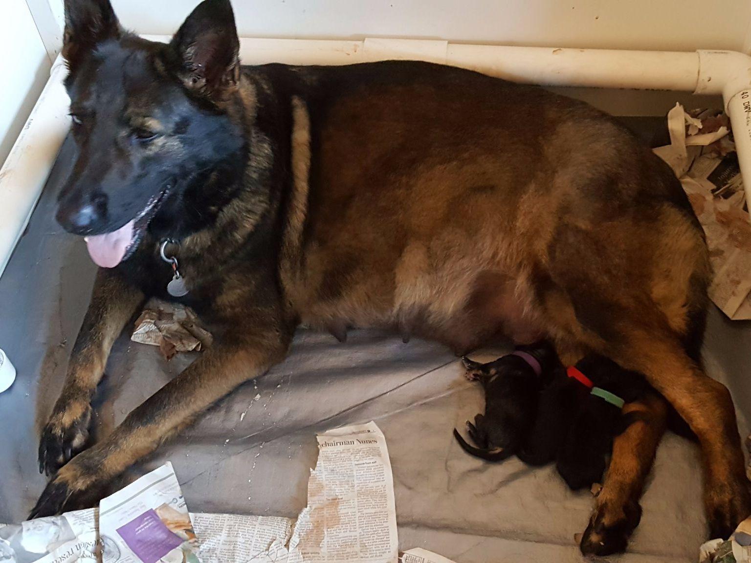 K9 German Shepherds - German Shepherd Dog Puppies For Sale