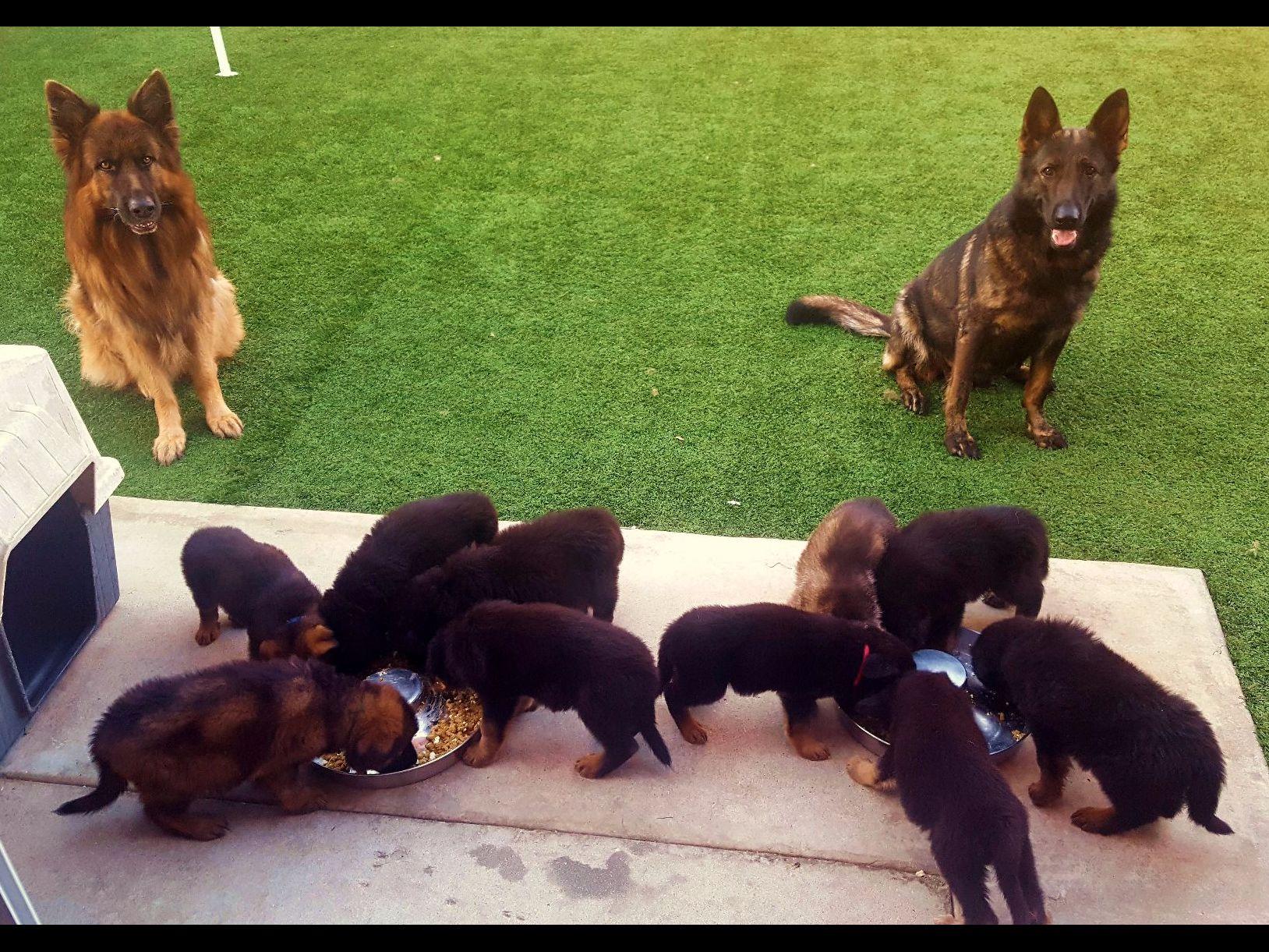 K9 German Shepherds - German Shepherd Dog Puppies For Sale