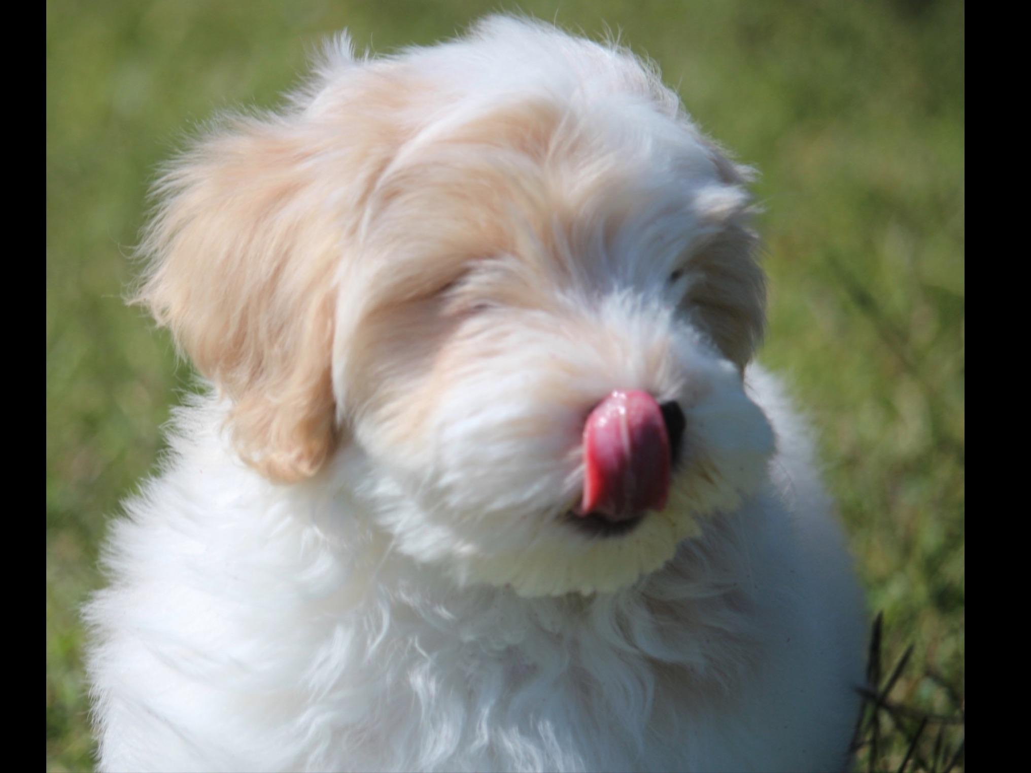 heavenly havanese my heavenly havanese puppies havanese puppies for sale heavenly havanese my heavenly havanese puppies havanese puppies for sale