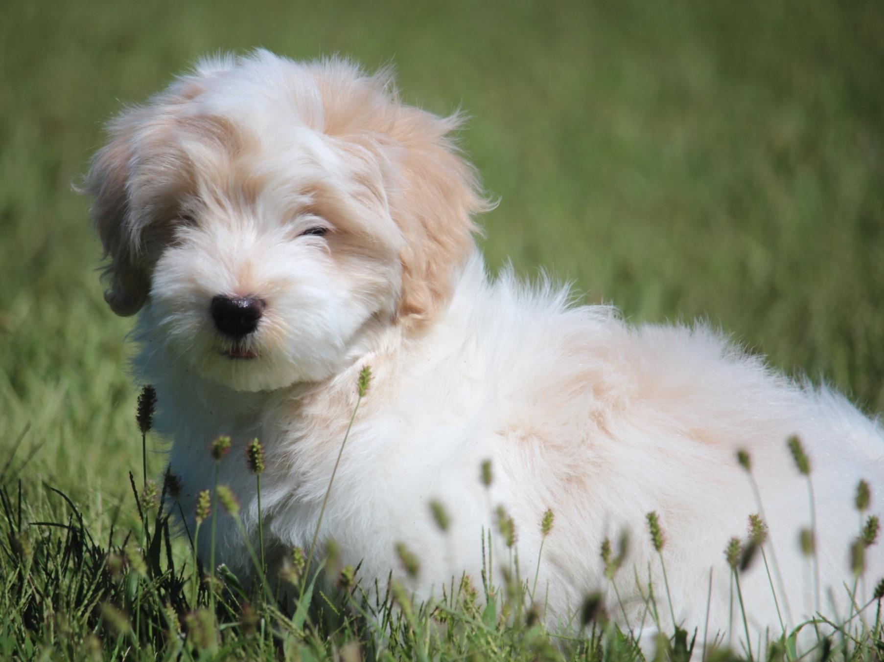 heavenly havanese my heavenly havanese puppies havanese puppies for sale heavenly havanese my heavenly havanese puppies havanese puppies for sale