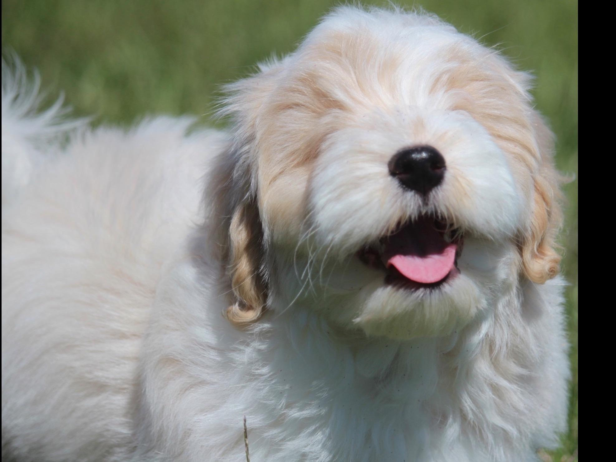 heavenly havanese my heavenly havanese puppies havanese puppies for sale heavenly havanese my heavenly havanese puppies havanese puppies for sale