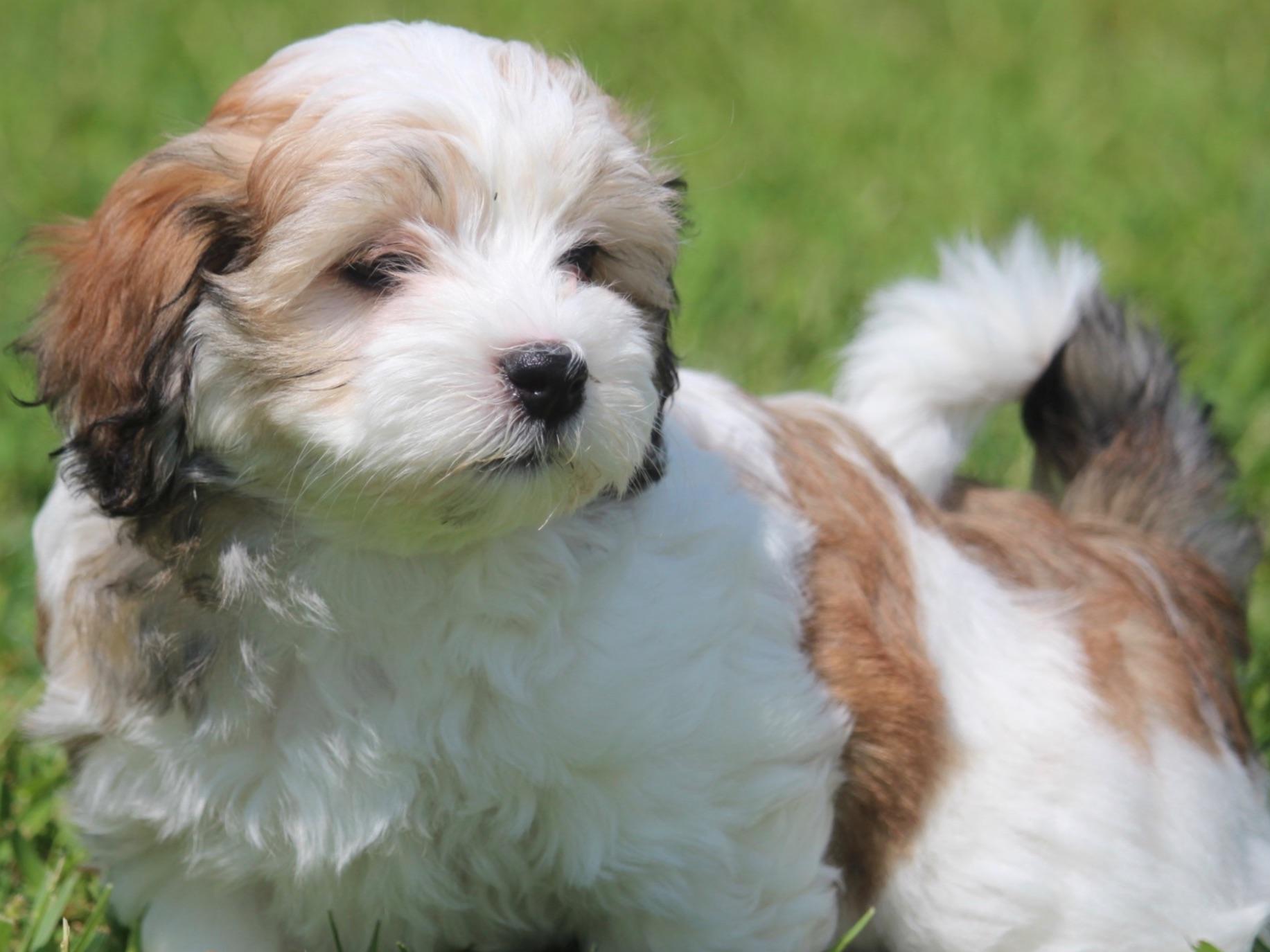 havanese puppies kansas city heavenly s puppies for sale havanese puppies kansas city heavenly s puppies for sale
