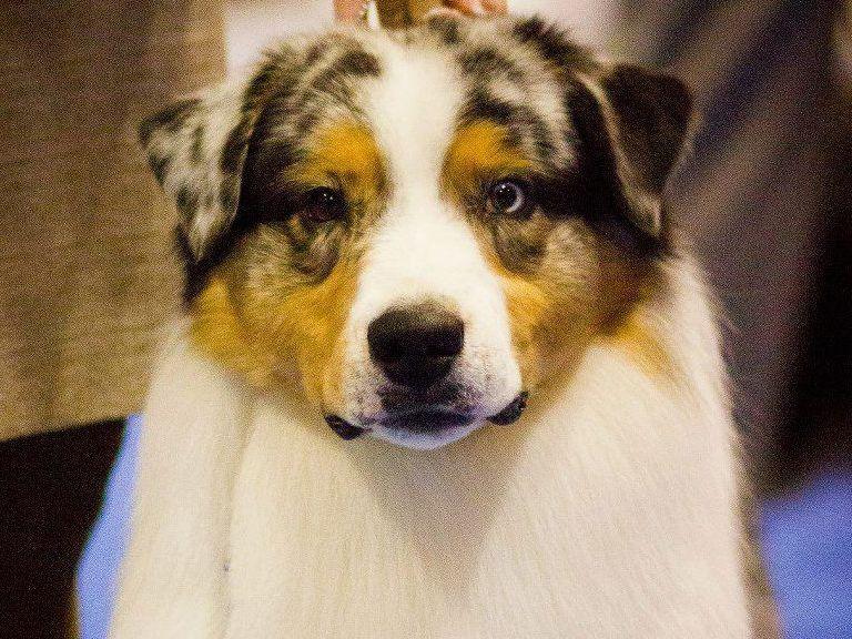 Steel N Diamonds Australian Shepherds Australian Shepherd Puppies For