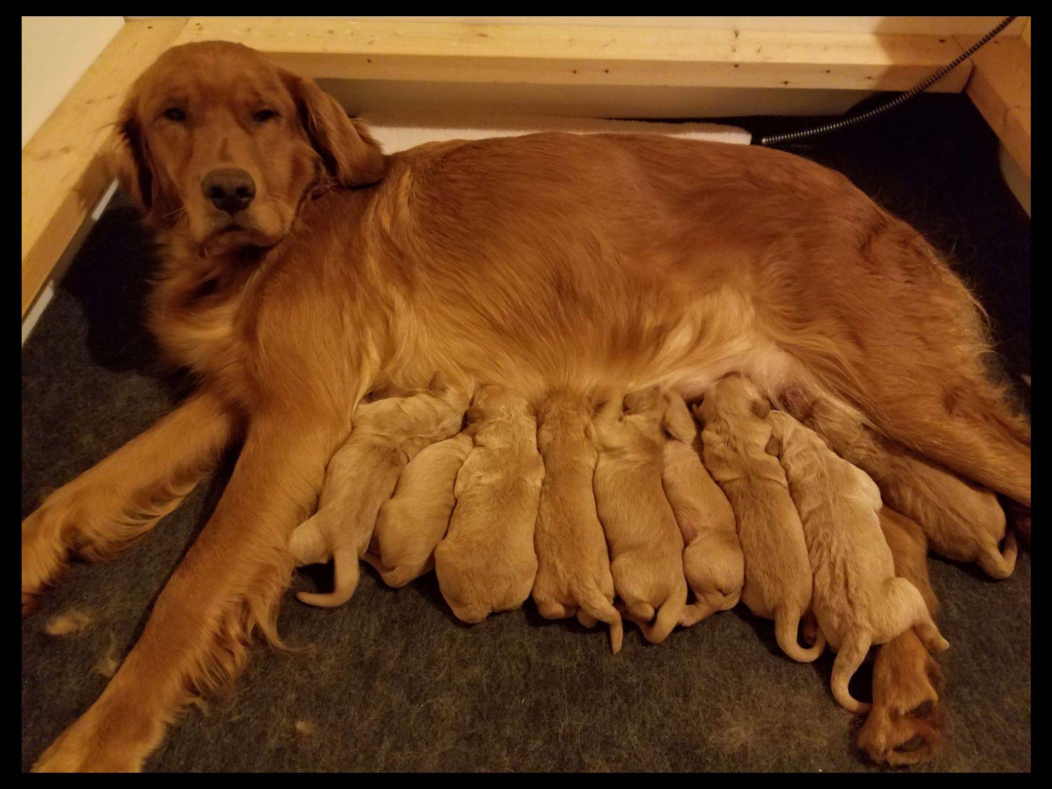 ridge golden retrievers kristy warndahl breeders amery wi ridge golden retrievers kristy warndahl breeders amery wi