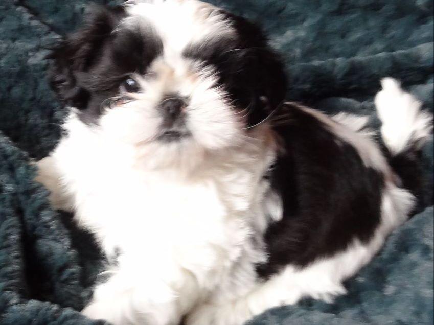 heavenly shih tzu halfway to heaven shih tzu shih tzu puppies for sale heavenly shih tzu halfway to heaven shih tzu shih tzu puppies for sale