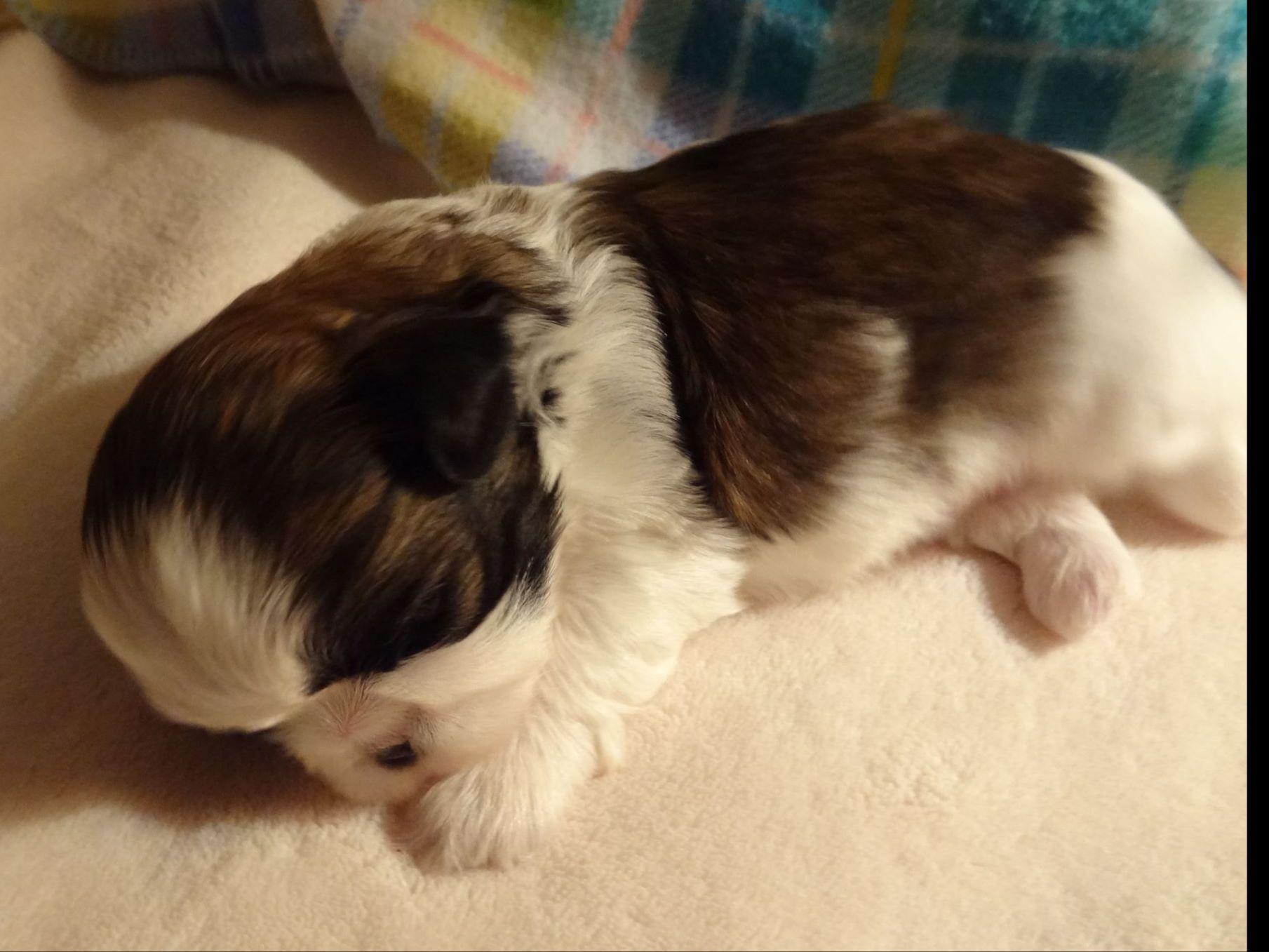 heavenly shih tzu halfway to heaven shih tzu shih tzu puppies for sale heavenly shih tzu halfway to heaven shih tzu shih tzu puppies for sale