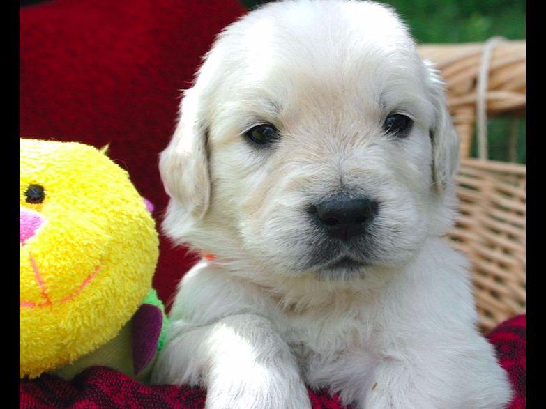 golden retriever puppies missoula lou breeders missoula mt golden retriever puppies missoula lou breeders missoula mt