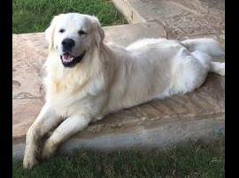 golden acres retrievers white golden acre retrievers golden retriever puppies golden acres retrievers white golden acre retrievers golden retriever puppies