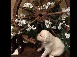 golden acres retrievers white golden acre retrievers golden retriever puppies golden acres retrievers white golden acre retrievers golden retriever puppies