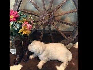 golden acres retrievers white golden acre retrievers golden retriever puppies golden acres retrievers white golden acre retrievers golden retriever puppies