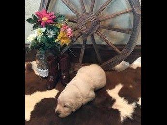 golden acres retrievers white golden acre retrievers golden retriever puppies golden acres retrievers white golden acre retrievers golden retriever puppies