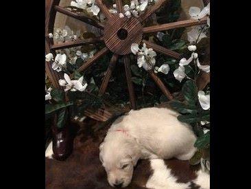 golden acres retrievers white golden acre retrievers golden retriever puppies golden acres retrievers white golden acre retrievers golden retriever puppies