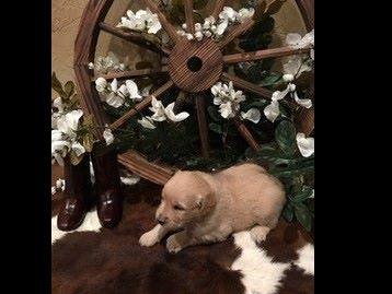 golden acres retrievers white golden acre retrievers golden retriever puppies golden acres retrievers white golden acre retrievers golden retriever puppies