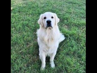 golden acres retrievers white golden acre retrievers puppies for sale golden acres retrievers white golden acre retrievers puppies for sale
