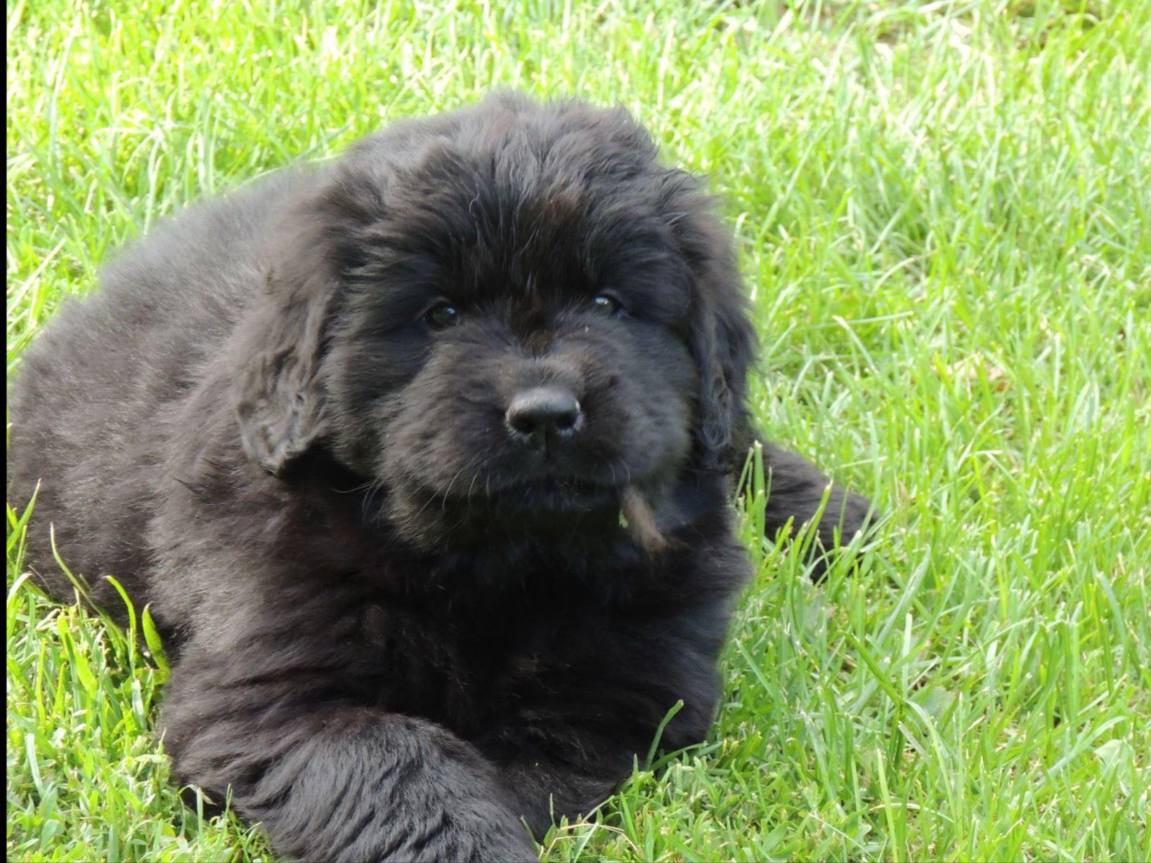 newfoundland puppies mn patti winger breeders gonvick mn newfoundland puppies mn patti winger breeders gonvick mn