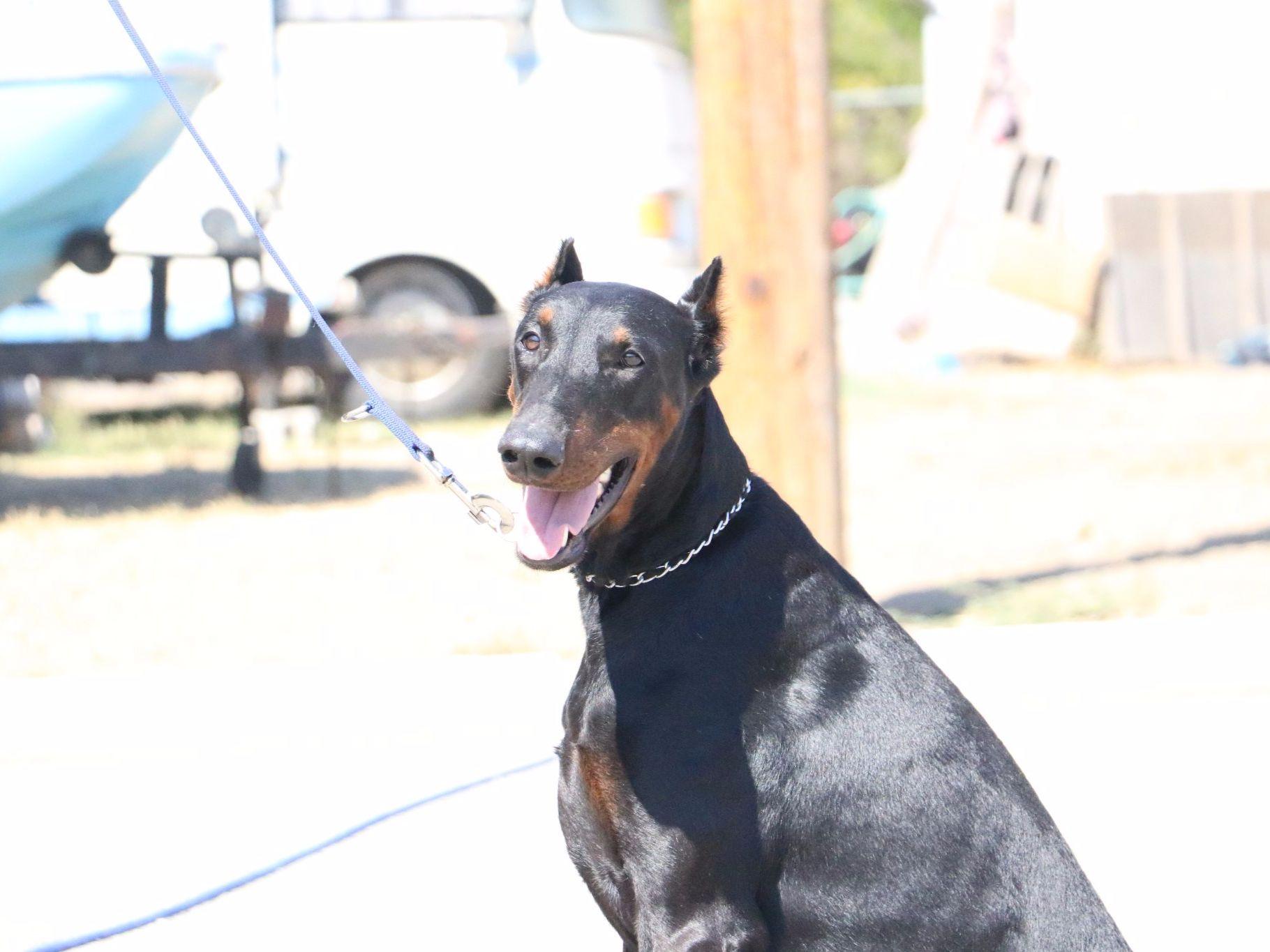 European Dobermans Doberman Pinscher Puppies For Sale