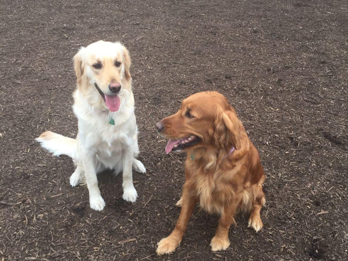golden retriever akc standard golden retrievers golden retriever akc standard golden retrievers