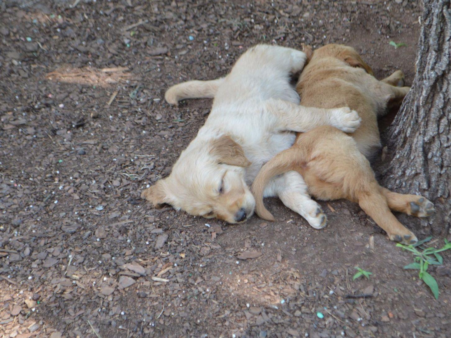 golden retriever puppies greensboro nc howard k jaekle iii breeders greensboro nc golden retriever puppies greensboro nc howard k jaekle iii breeders greensboro nc