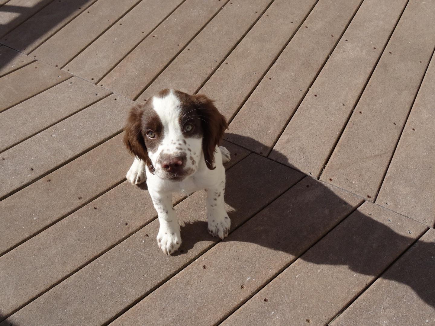 akc lookup springer spaniel for sale by svetlana nedeska american kennel club akc lookup springer spaniel for sale by svetlana nedeska american kennel club