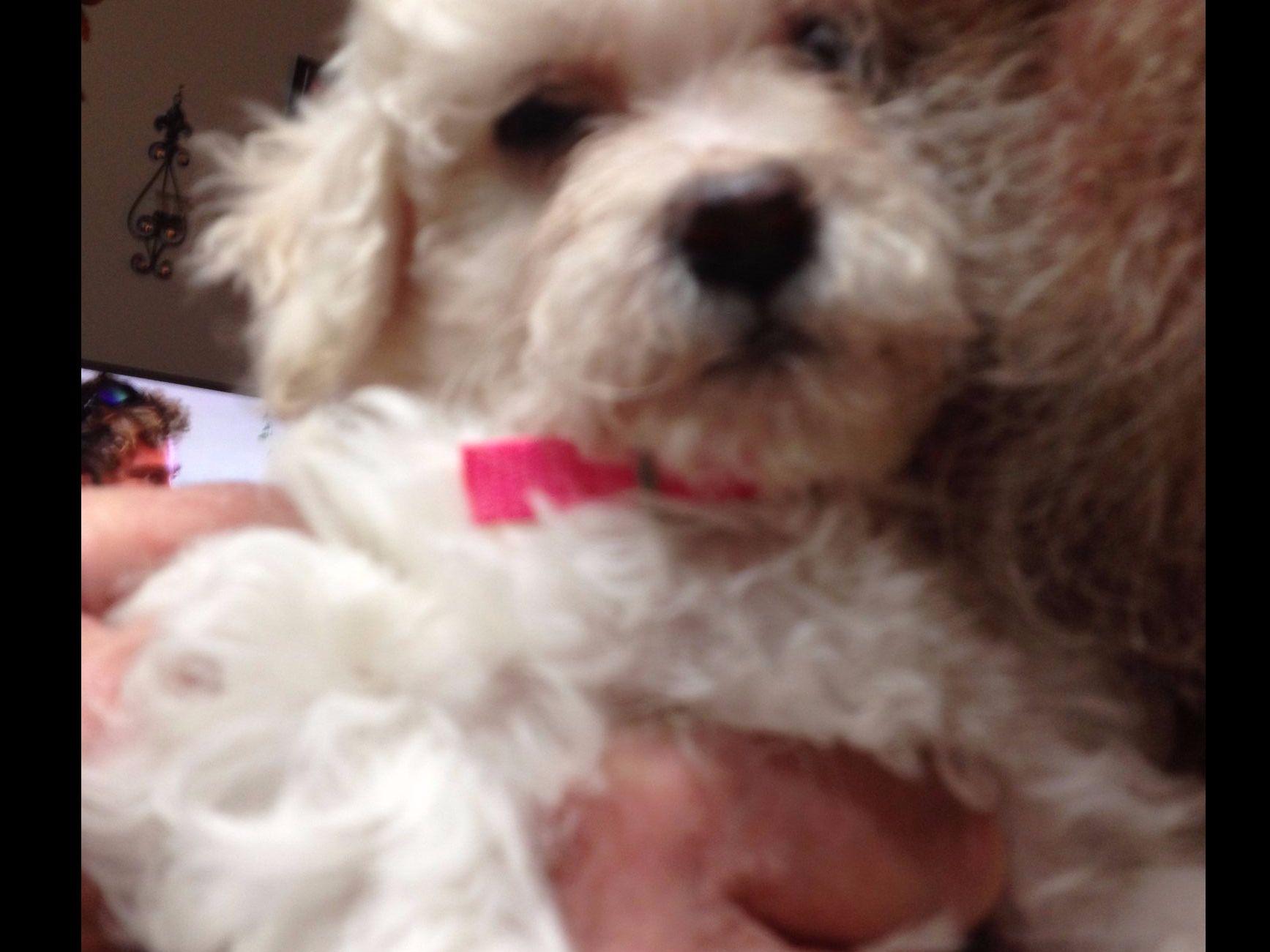 puppies for sale in aiken sc becky aiken bichon frise puppies for sale puppies for sale in aiken sc becky aiken bichon frise puppies for sale