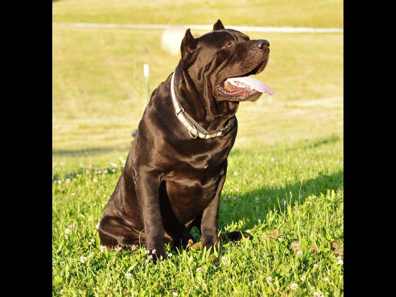 Big Huey's Cane Corso Mastiffs Cane Corso Puppies For Sale
