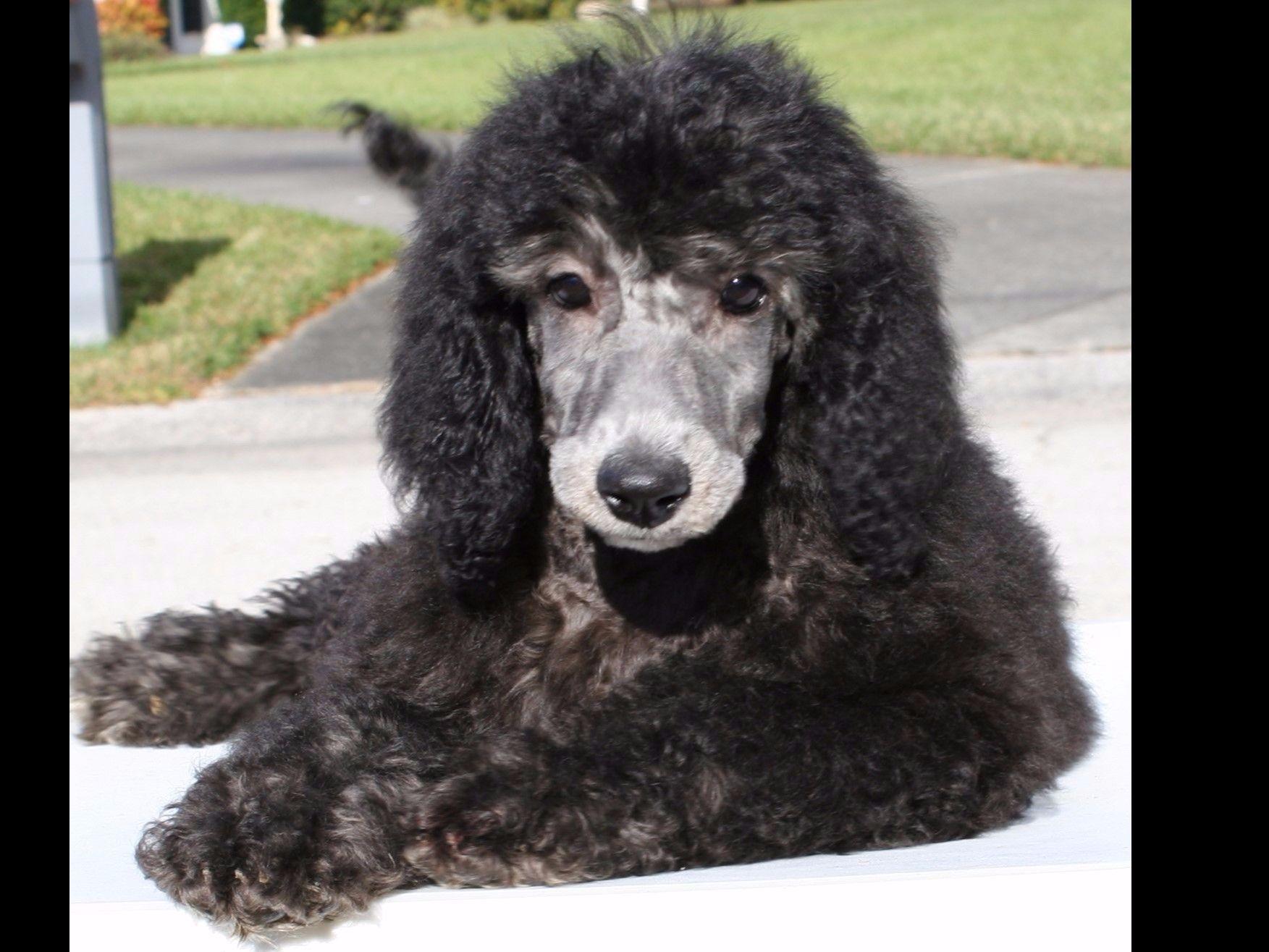 Poodle For Sale by Genuine Standard Poodles American Kennel Club