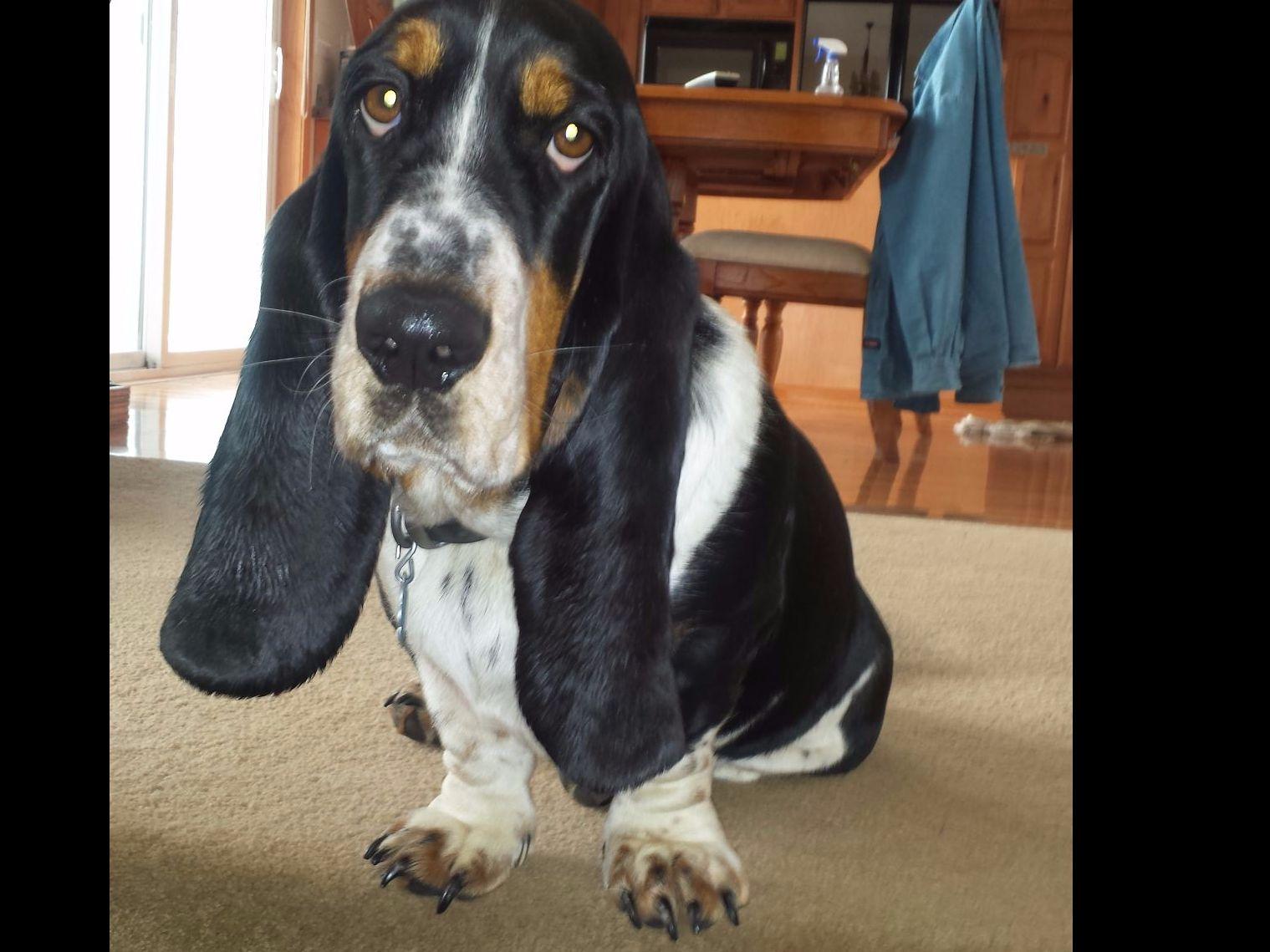 basset hound puppies for sale in michigan sheldon basset hound puppies for sale basset hound puppies for sale in michigan sheldon basset hound puppies for sale