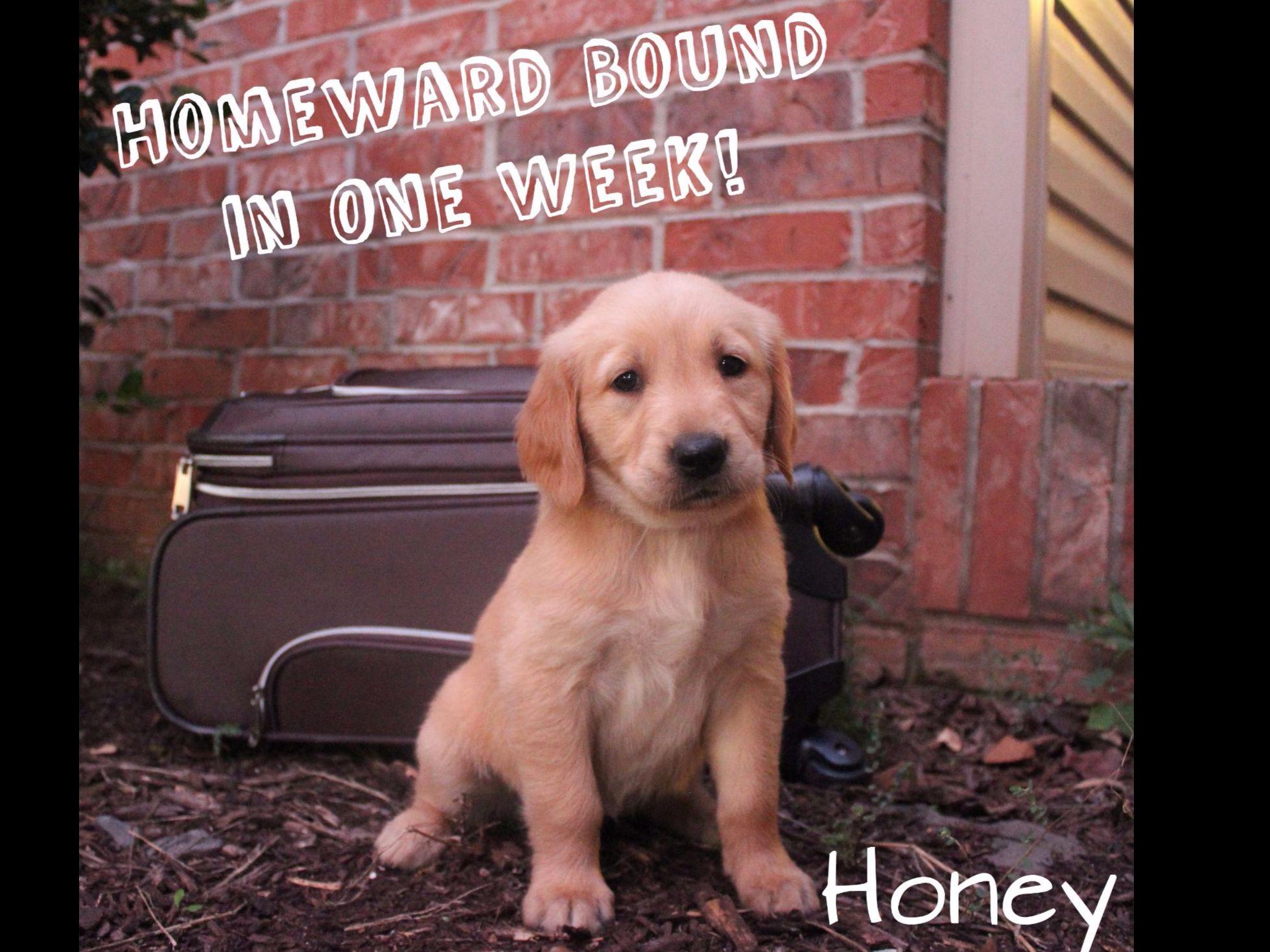 golden retriever breeders missouri timbercreek goldens breeders springfield mo golden retriever breeders missouri timbercreek goldens breeders springfield mo