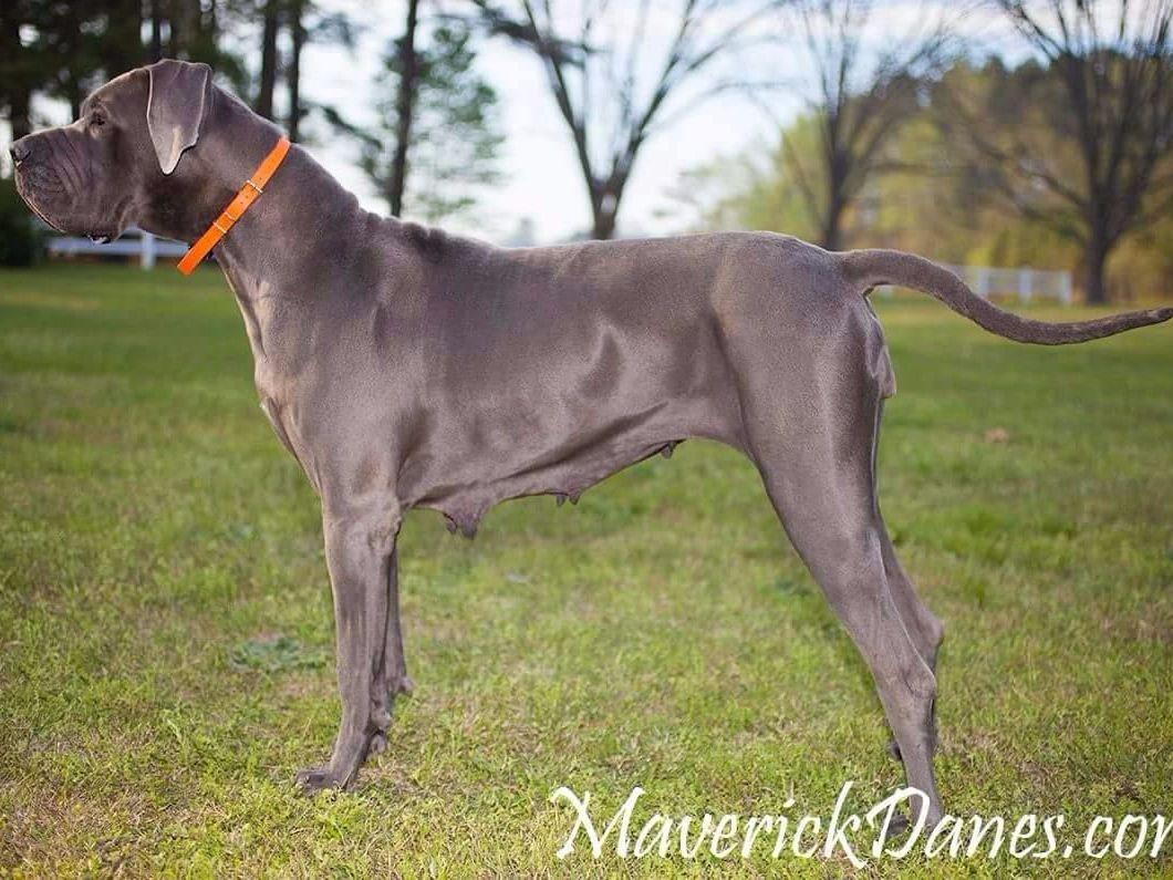 Maverick Danes Great Dane Puppies For Sale