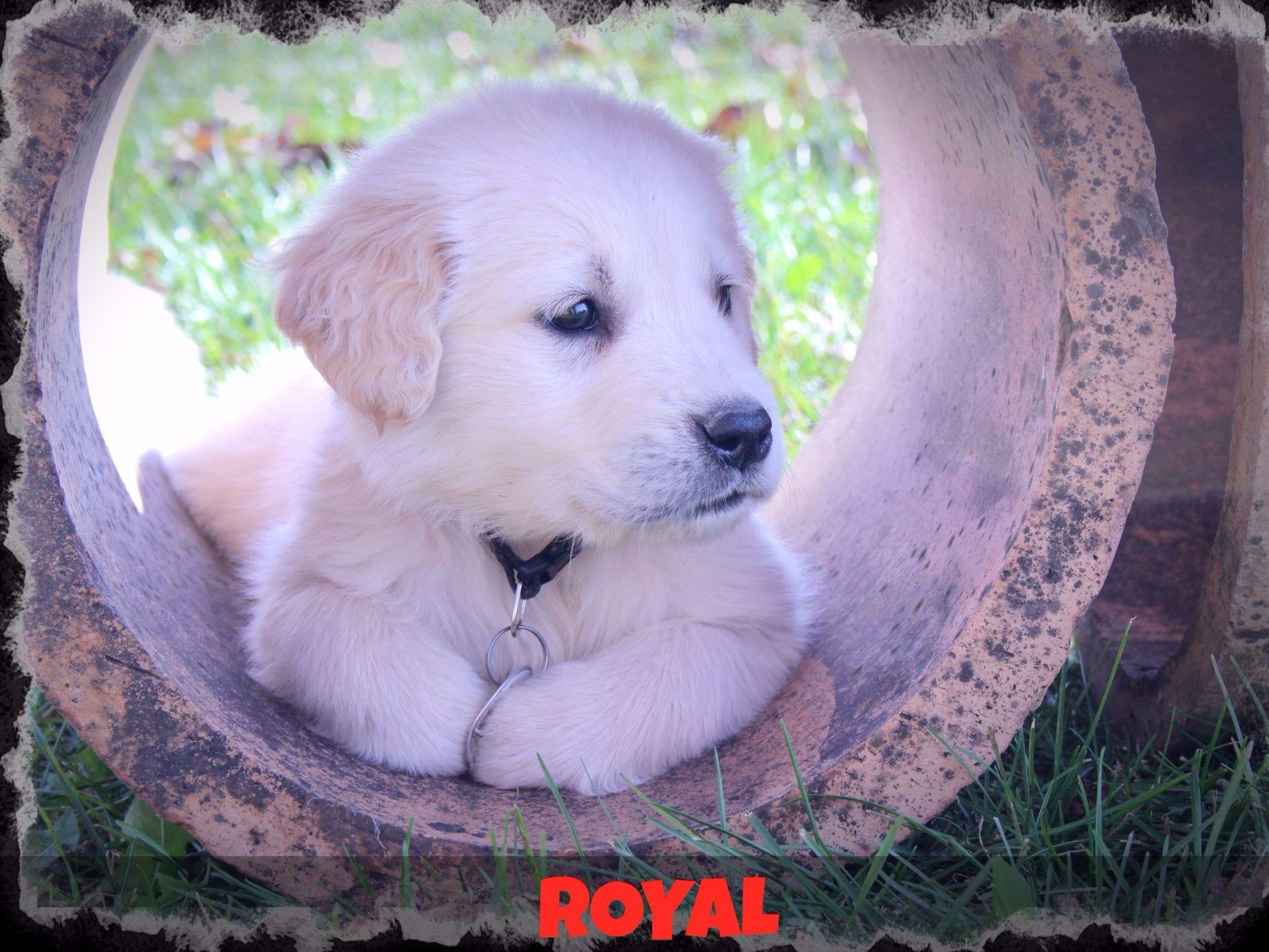 golden retriever puppies peoria il k t s goldens breeders princeville il golden retriever puppies peoria il k t s goldens breeders princeville il