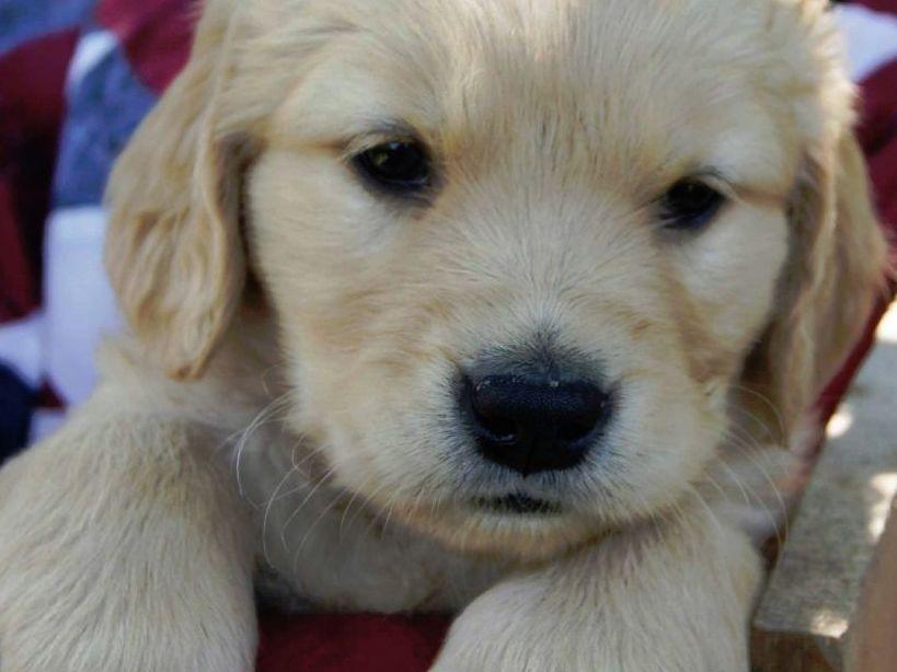 golden retriever puppies nebraska o donnell breeders chadron ne golden retriever puppies nebraska o donnell breeders chadron ne
