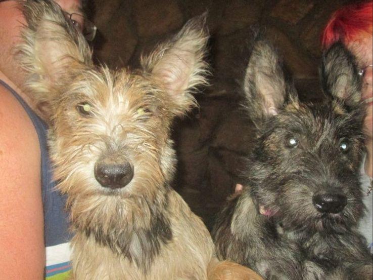 berger picard puppies for sale jem s collies berger picards puppies for sale berger picard puppies for sale jem s collies berger picards puppies for sale