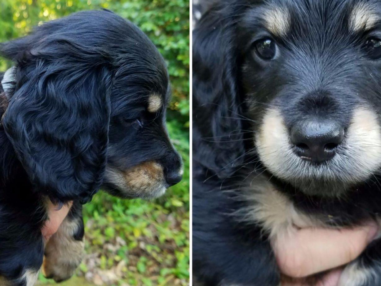 puppy finder nc suzanne lowder breeders albemarle nc puppy finder nc suzanne lowder breeders albemarle nc
