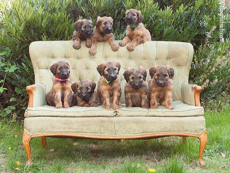 Carol Wolfram Bijou Briards Dog Breeders Vancouver, WA