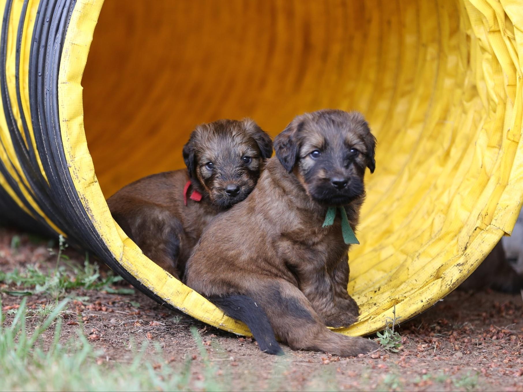 Carol Wolfram Bijou Briards Dog Breeders Vancouver, WA