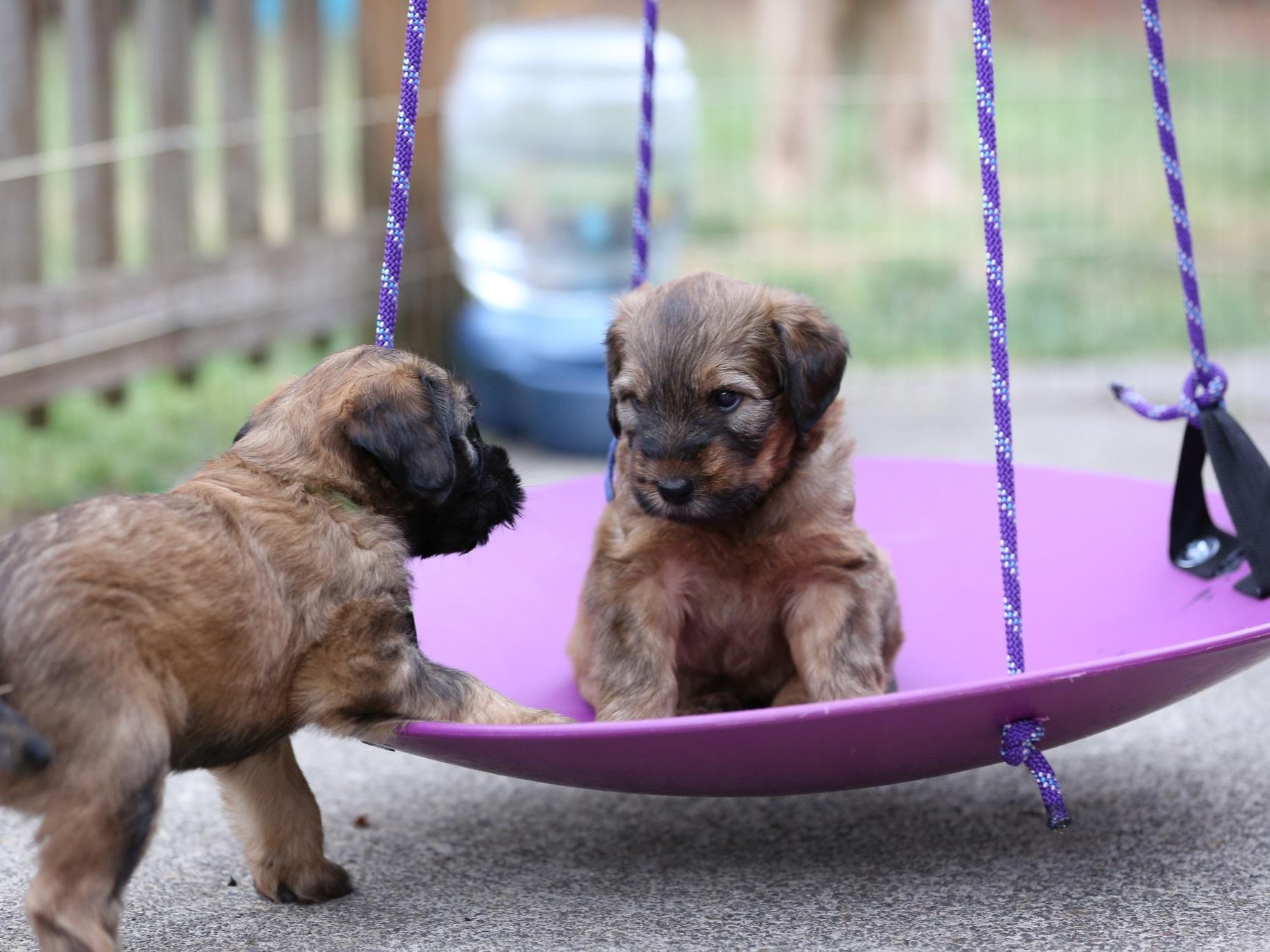 Carol Wolfram Bijou Briards Dog Breeders Vancouver, WA