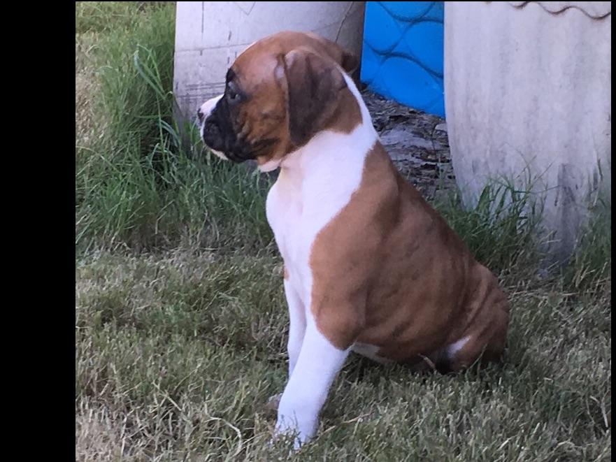 boxer puppies jacksonville fl hamlet glen boxers breeders jacksonville fl boxer puppies jacksonville fl hamlet glen boxers breeders jacksonville fl