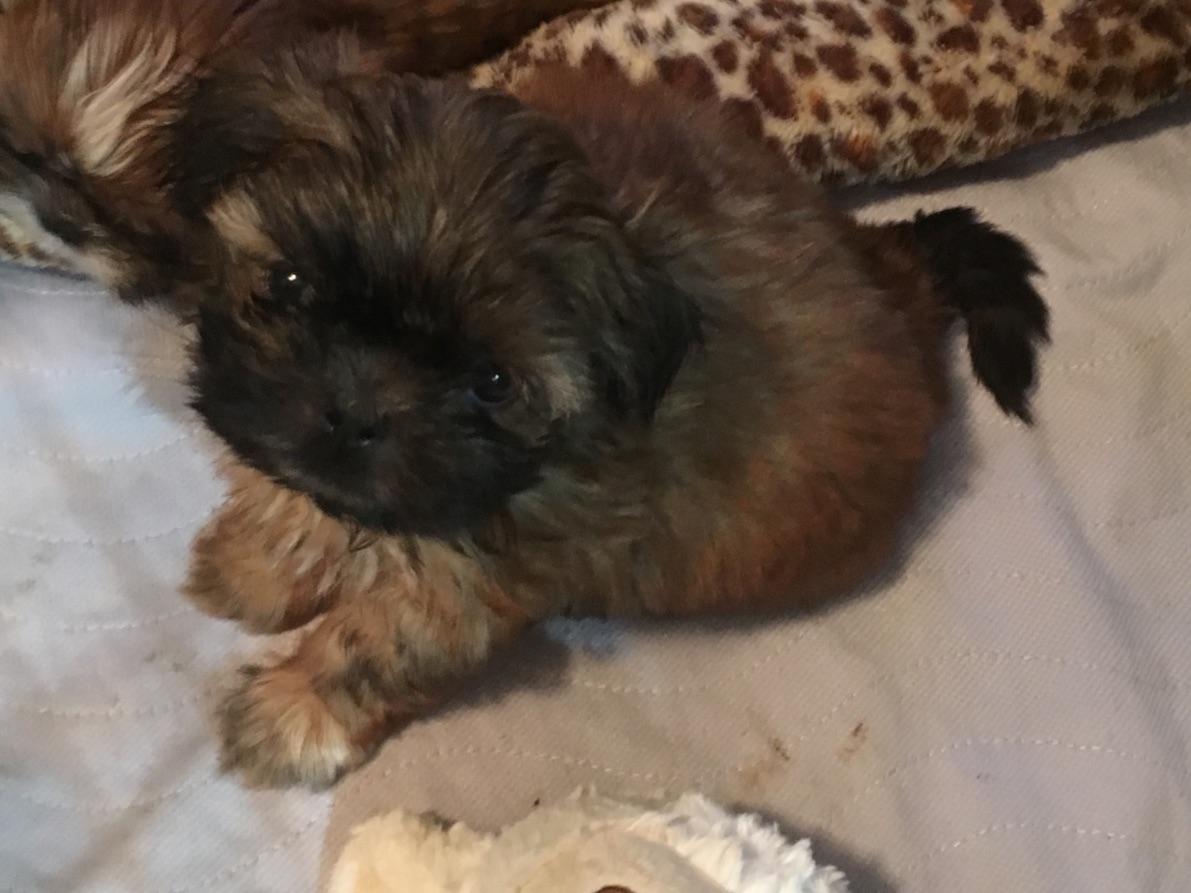 shih tzu puppies in pa peggy brown breeders pittsburgh pa shih tzu puppies in pa peggy brown breeders pittsburgh pa