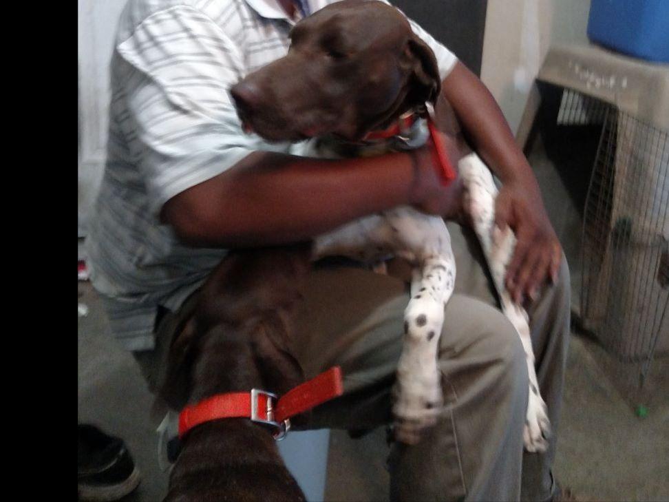 german shorthaired pointer puppies sc german shorthaired pointer puppies for sale in sc breeds picture german shorthaired pointer puppies sc german shorthaired pointer puppies for sale in sc breeds picture