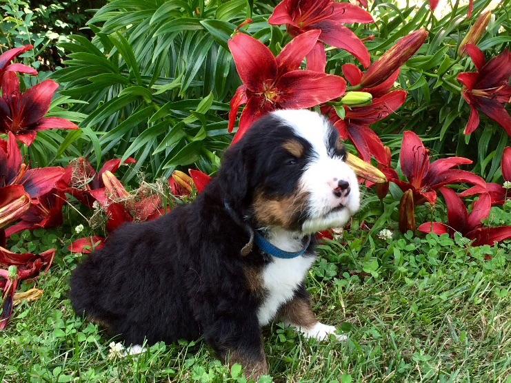 bernese mountain breeders pa oberholtzer breeders elizabethtown pa bernese mountain breeders pa oberholtzer breeders elizabethtown pa